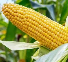 BULK MAIZE - YELLOW - PREMIUM A-GRADE - Infinity Global Supply Chain Solutions (Pty) Ltd t/a IGL Group - South Africa
