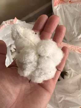 Raw cotton from BF GLOBAL TRADING (PTY) LTD Raw cotton - BF GLOBAL TRADING (PTY) LTD - South Africa