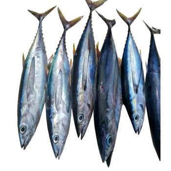 Origin Manufacturer Supply Factory Low Price Clean Frozen Seafood Product Skipjack Tuna Fish for Sale. - TREVEX INTER CO.,LTD - Thailand