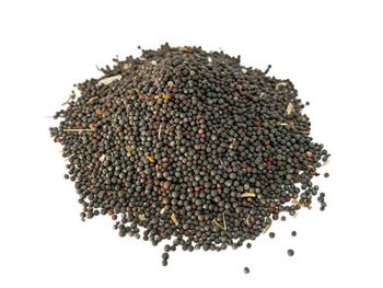 Dried Canola Seeds Isolated on White. Bunch of Seeds on a White . - Balingi Trading Company (PTY) Ltd - South Africa