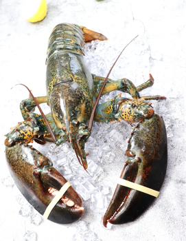 Ocean Fresh Live Canadian Lobster Buy Today Healthy Premium Seafood Perfect For Family Meals And Catering - CPW TRADE LTD - United Kingdom