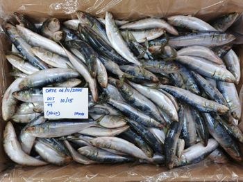 sardin - Al sardine modern llc - Oman