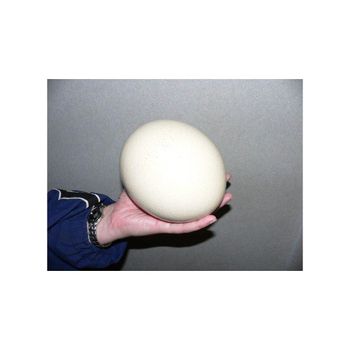 Bulk sale ostrich eggs provided for trade buyers with premium handling - Koto Global Trade SPRL - Belgium