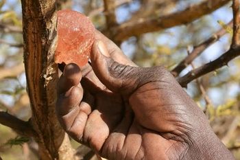Gum Arabic – product photo, Arabica Coffee Powder products found from trusted suppliers, wholesalers, manufacturers & exporters Listing