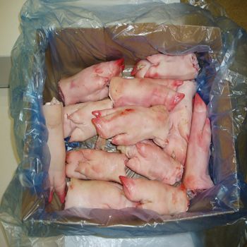Frozen Pork Hind Feet from GOLDEN STAR BV Frozen Pork Hind Feet - GOLDEN STAR BV - South Africa