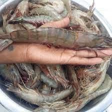 Fresh  Prawn Type CIF Texture Firm Source Best Fisheries Flavor Natural Sweetness Nutritional Benefit Rich In Protein Application Grilling, Stir-fry, Traditional Dishes - malter group - Tanzania