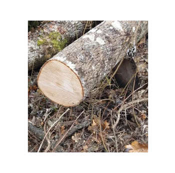 Factory Direct Ash Saw Logs – Large Diameter Custom Length Transport Destination Worldwide - Exigentelaxia Unipessoal Lda - Portugal
