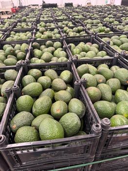 Fresh Avocados Hass from Avocado Global Export Fresh Avocados Hass - Avocado Global Export - United States