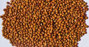 Cowpea from Aloloa Elkhadra for import and export Cowpea - Aloloa Elkhadra for import and export - Sudan
