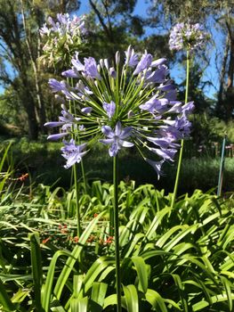 Agapanthus praecox - The Green Goblin - South Africa