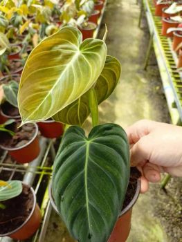 Wholesale Philodendron Melanochrysum Potted Plants - Guangzhou Yihe Gardening Co., Ltd. - China