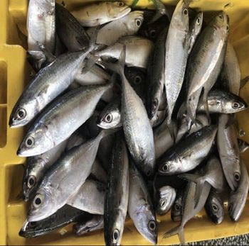 Frozen Horse Mackerel & Sardine Fish for Export from KORACHI INDUSTRY LTD Frozen Horse Mackerel & Sardine Fish for Export - KORACHI INDUSTRY LTD - United States