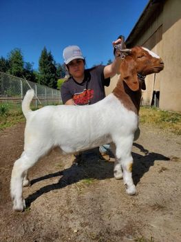 Boer and kalahari goats - Boris Kim joy farm - Canada