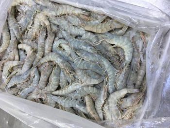 Premium HLSO Vannamei Shrimp – Frozen, Export Quality, Multiple Sizes Available - Manas seafood - India