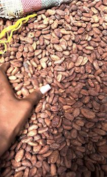Cocoa beans - SYNERGIE NORD SUD CAMEROUN - Cameroon