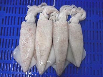 Frozen Squid — Whole Round from AMAZE SEAFOOD TRADE Frozen Squid — Whole Round – product photo, Top Quality Products