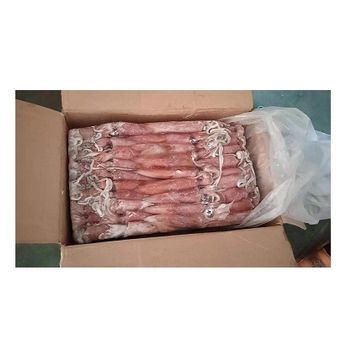 Premium Quality Frozen Whole Loligo Squid Bulk Stock At Wholesale Cheap Price - Exigentelaxia Unipessoal Lda - Portugal