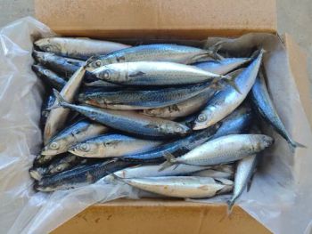 Frozen Pacific Deep-Sea Chub Mackerel 150-250g Mqq 15mt Origin China Resource Wild HS Code 030354 N.W. 100%,90%,85% Specification - Shishi Zhengyuan Aquatic Product Science&Technology Development Co., Ltd. - China