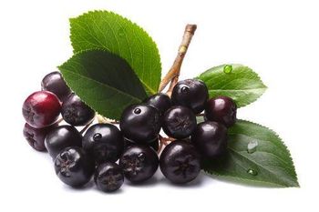 Aronia Juice Concentrate - AG FEEDING - Poland