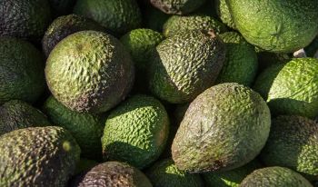 Avocado - Avolink - Spain