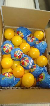 Fresh Orange - El Manara Company - Egypt