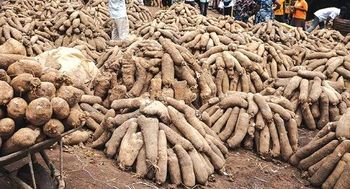 FRESH GRADE A YAM SOURCING AGENT - HASRAH FRESH FOODS & LOGISTICS LIMITED - Ghana