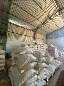 Regular/ Conventional 1121 White/ Creamy Sella Basmati Rice - 8.35 MM - Azad - India