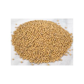 Low price Mustard Seeds for use in sauces dressings and food manufacturing - MASI TRADING GMBH - Germany