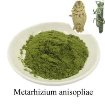 Bio Fungicide Insecticide Place of China Origin Metarhizium Anisopliae - Jinan Fusen Bio-Chemicals Co., Ltd. - China