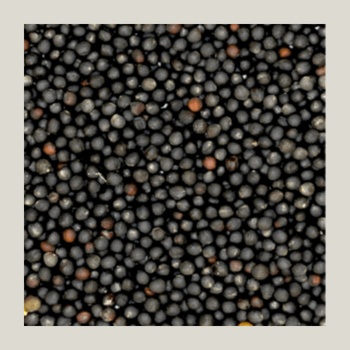 Affordable rapeseed wholesale ideal for agriculture and oil processing from MASI TRADING GMBH Affordable rapeseed wholesale ideal for agriculture and oil processing - MASI TRADING GMBH - Germany