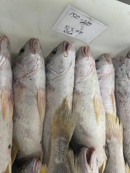 Croaker Fish - Oceanex Marine Industries - Indonesia