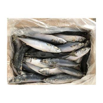 Wholesale Frozen Pacific Mackerel bulk cartons export ready fish for supermarkets - BMU TRADING GMBH - Germany