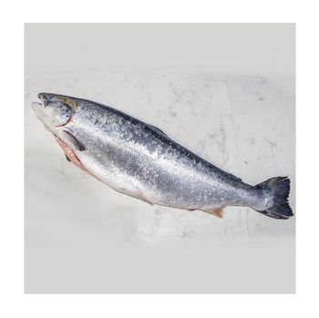 Wholesale Frozen Salmon Fish/Pacific Salmon Grade A Type Salmon Fish Max. Moisture (%) 5 Shelf Life 6-12 Months Flavor Rich And Tender -  CALIPSO POLSKA SP Z OO  - Poland