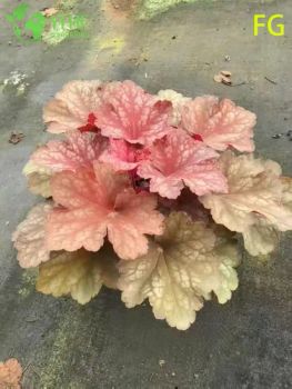 Wholesale Heuchera Potted Plants for Outdoor Shade Garden Colorful Foliage - Guangzhou Yihe Gardening Co., Ltd. - China