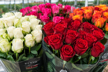 Premium Roses - Greencrest Exports - Kenya