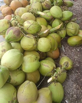 Fresh Green Coconut – product photo, Fresh Green Peppercorns products found from trusted suppliers, wholesalers, manufacturers & exporters Listing