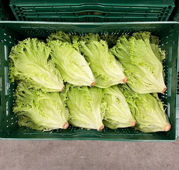 NATURALLY GROWN LETTUCE PREMIUM FRESH QUALITY READY EXPORT 10Kg CARTONS - Sosa Merchant Solutions - Austria