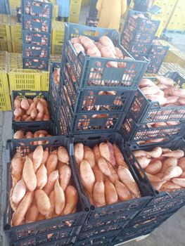 Sweet Potato Grade A Type Bellevue Variety Bellevue Brand Name Orchard Packaging carton 6 Kg Size all Calibre - Orchardtrade LLC - Egypt