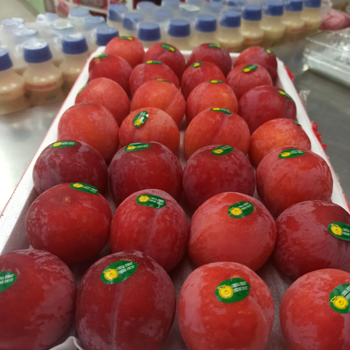 Fresh Plums Premium Orchard Harvest For Import Distribution Delivering Juicy Texture Fresh Flavor And Visual Quality - TOSOH INTERNATIONAL - South Africa
