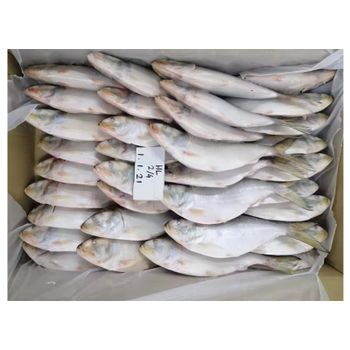 Exporters in Bangladesh offer a variety of hot price products, including sea food for buyers. This includes fresh fish, frozen seafood, and frozen Hilsa from Oman that can be used for canned products. - Shishi Healsea Foods Co., Ltd. - China