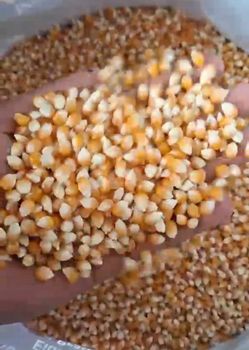 Raw whole Popcorn kernels (Butterfly type) Price is per MT - Futuretend (Pty) Ltd - South Africa