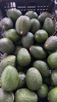 Fresh Avocado - BF GLOBAL TRADING (PTY) LTD - South Africa