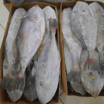 leather jacket fish Weight 0.3–1.2 Kg Family Monacanthidae Common Name Leatherjacket, Jacket Fish Average Size 20–40 Cm - BF GLOBAL TRADING (PTY) LTD - South Africa