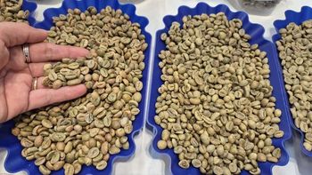 Arabica Coffee Availability 19.2 Mt Price Per Metric Ton Usd 7100 - HJ eco green - Malaysia