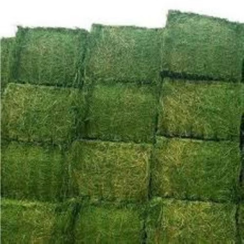 Sun Dried Alfalfa Hay Bales Rich In Nutrients For Livestock Feeding Fresh Harvest Alfalfa Hay For Global Buyers Bulk Orders - THE GREEN INTERNATIONAL LIMITED - Tanzania