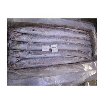 Frozen Ribbon fish bulk supply wholesale premium quality seafood - BMU TRADING GMBH - Germany
