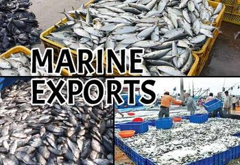 Marine Products Storage Method Cold Storage Certifications Haccp, Eu, Usfda, Brc Intended Markets Global Markets, Retail And Bulk - Mercury Nexus Global - India