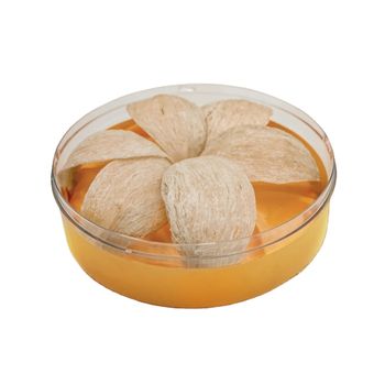 Best Deal Raw or Cleaned Bird Nest for Wholesale Price Natural Edible Dried bird's Nest - TANIS IMPORT & EXPORT COMPANY LIMITED - Vietnam