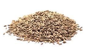 Rye Berry Wholesale Grade Premium Packaging 25KG Sac Type Winter/Spring - AgronoMarket - United States