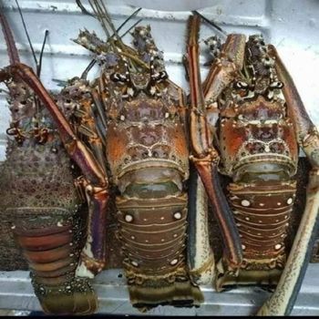 Frozen Crayfish Export Quality Whole Seafood Packed For Reliable Bulk Supply To International Import Buyers - TOSOH INTERNATIONAL - South Africa